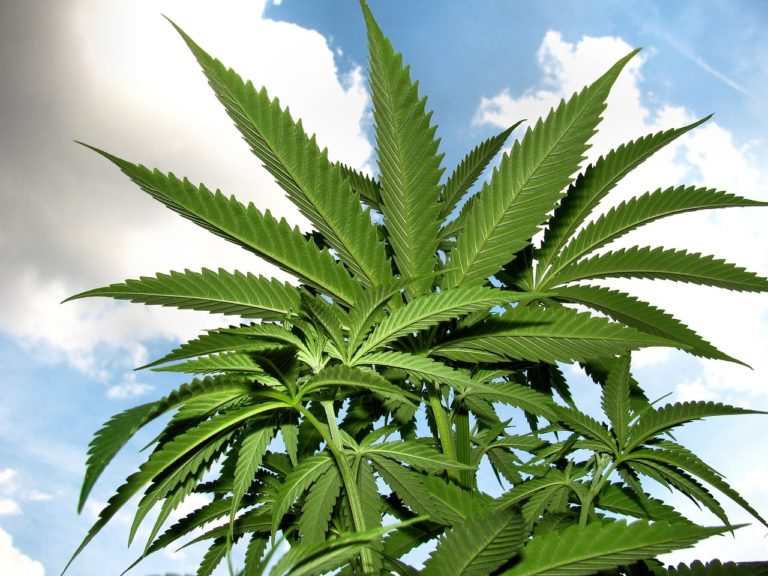 ditch weed