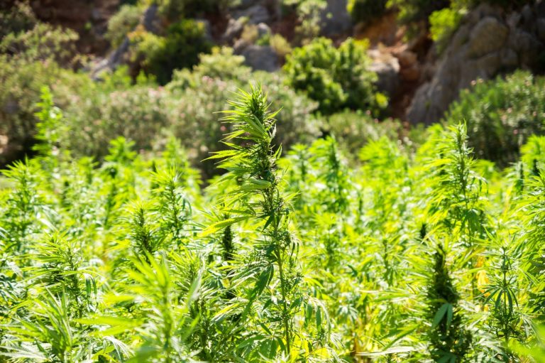 high-cbd hemp